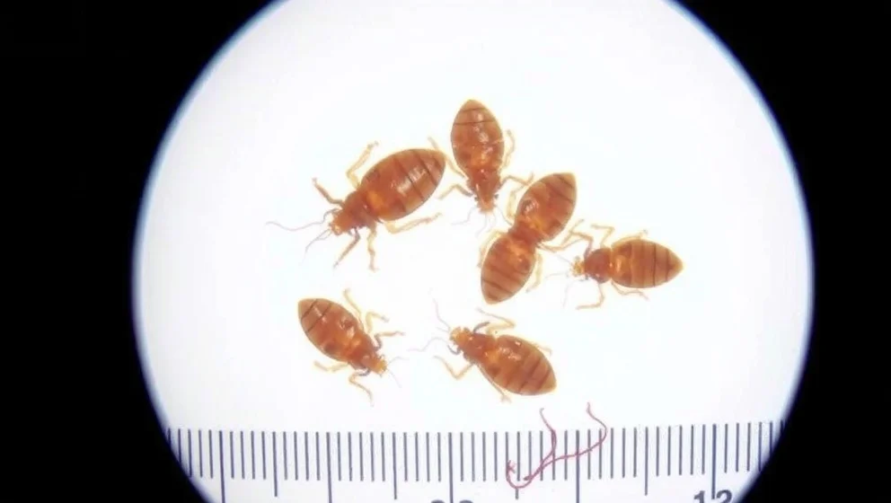 Hur ser löss ut och hur känner man igen dem