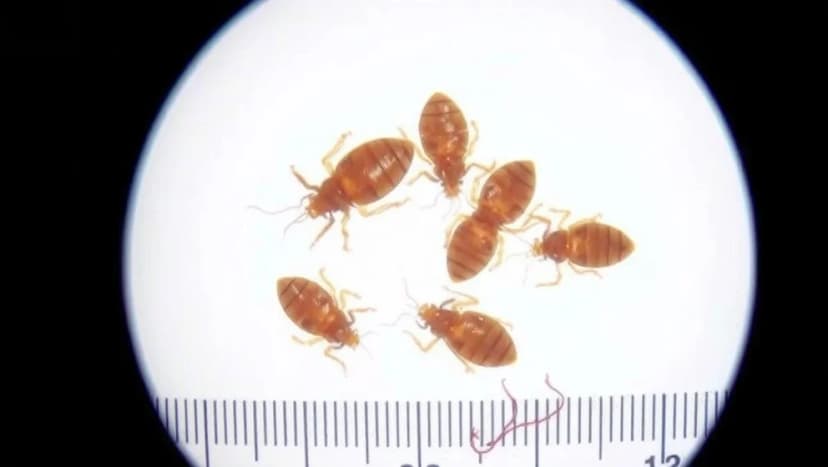 Hur ser löss ut och hur känner man igen dem